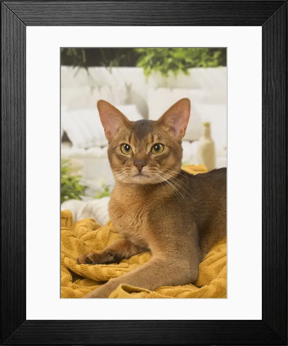 Framed Print : 13132332. Abyssinian cat indoors Date Framed Print : 13132332. Abyssinian cat indoors Date