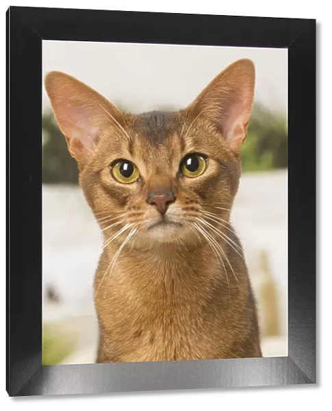 13132334. Abyssinian cat indoors Date