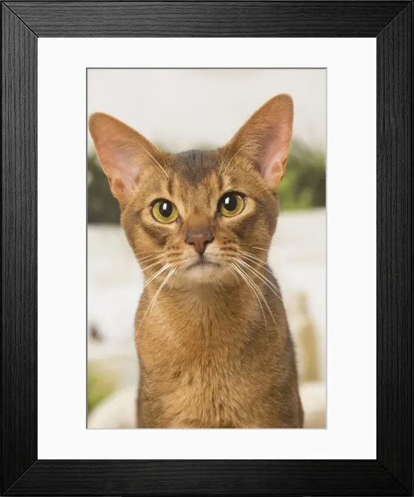Framed Print : 13132334. Abyssinian cat indoors Date Framed Print : 13132334. Abyssinian cat indoors Date