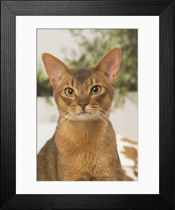 Framed Print : 13132333. Abyssinian cat indoors Date Framed Print : 13132333. Abyssinian cat indoors Date