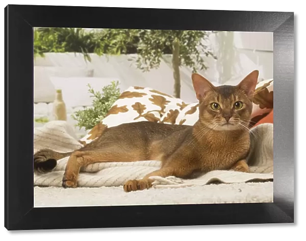 13132336. Abyssinian cat indoors Date