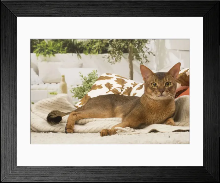 Framed Print : 13132336. Abyssinian cat indoors Date Framed Print : 13132336. Abyssinian cat indoors Date