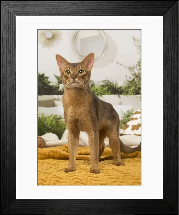 Framed Print : 13132335. Abyssinian cat indoors Date Framed Print : 13132335. Abyssinian cat indoors Date