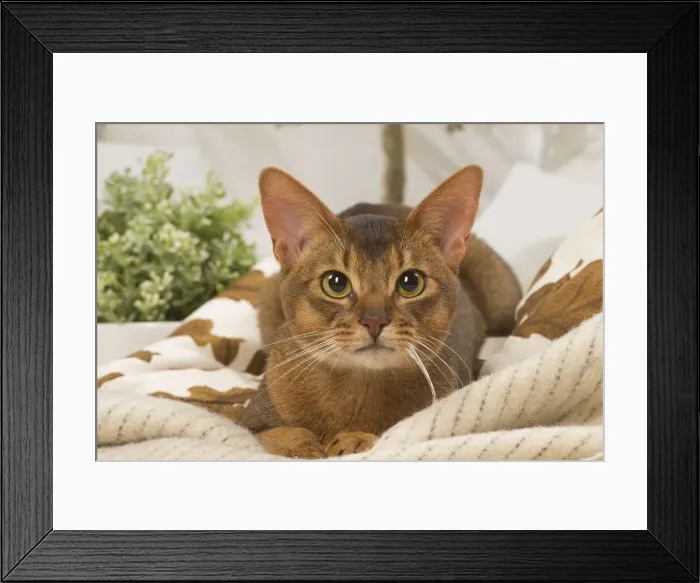 Framed Print : 13132337. Abyssinian cat indoors Date Framed Print : 13132337. Abyssinian cat indoors Date