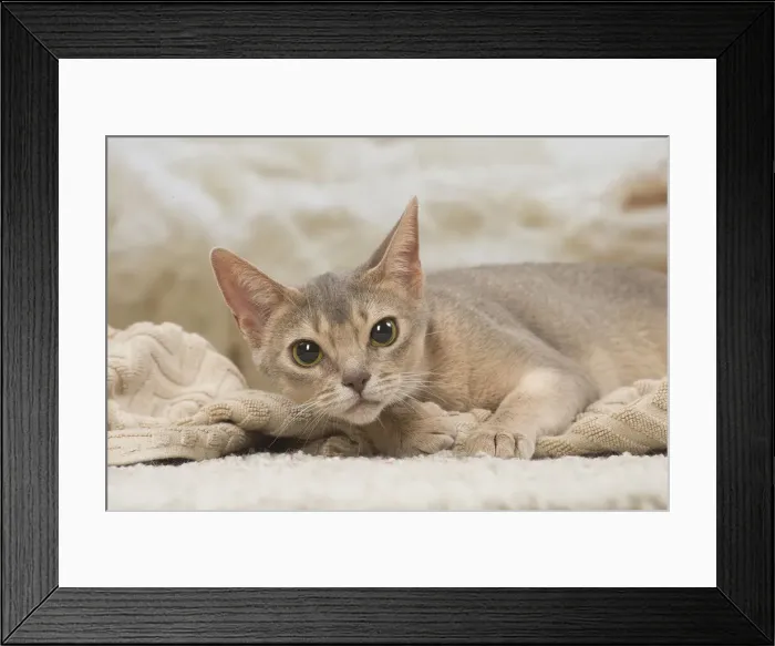 Framed Print : 13132339. Abyssinian kitten indoors Date Framed Print : 13132339. Abyssinian kitten indoors Date