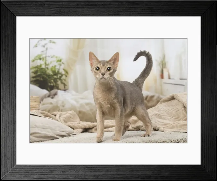 Framed Print : 13132338. Abyssinian kitten indoors Date Framed Print : 13132338. Abyssinian kitten indoors Date