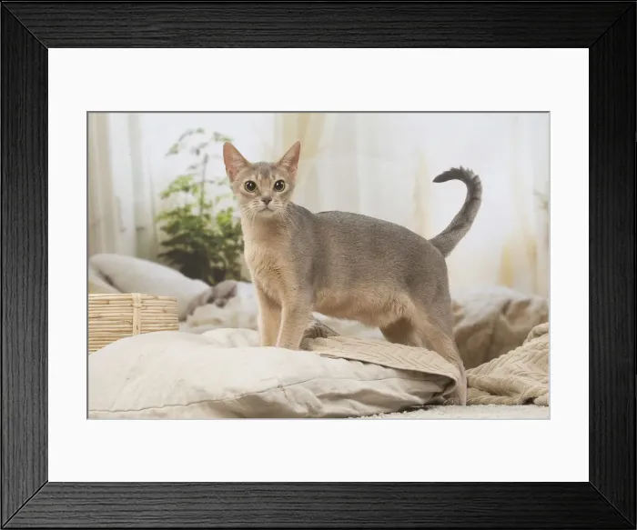 Framed Print : 13132340. Abyssinian kitten indoors Date Framed Print : 13132340. Abyssinian kitten indoors Date