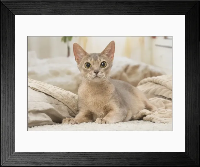 Framed Print : 13132341. Abyssinian kitten indoors Date Framed Print : 13132341. Abyssinian kitten indoors Date