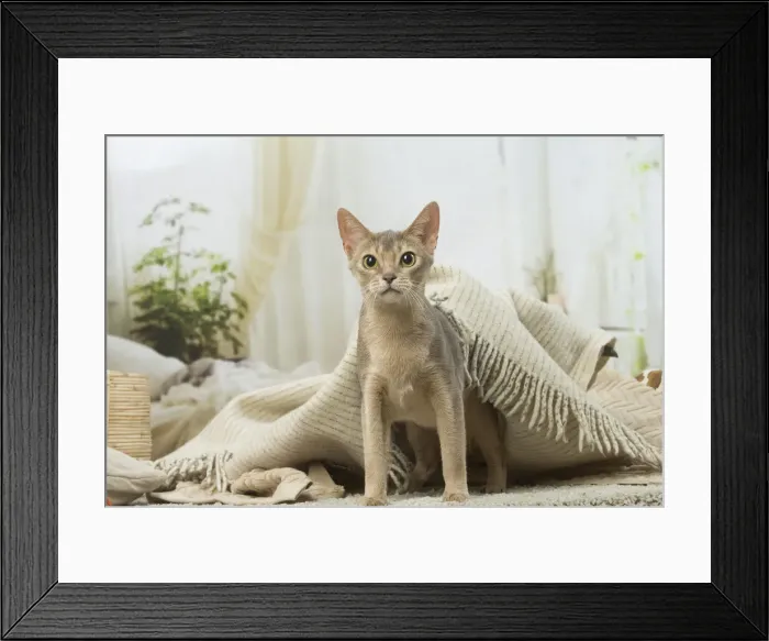 Framed Print : 13132343. Abyssinian kitten indoors Date Framed Print : 13132343. Abyssinian kitten indoors Date