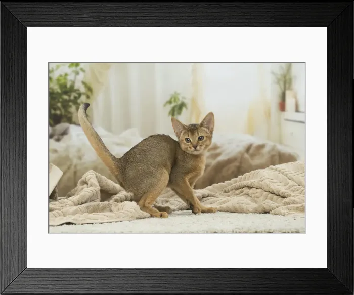 Framed Print : 13132344. Abyssinian kitten indoors Date Framed Print : 13132344. Abyssinian kitten indoors Date