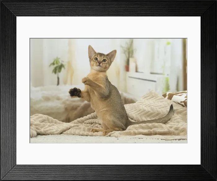 Framed Print : 13132345. Abyssinian kitten indoors Date Framed Print : 13132345. Abyssinian kitten indoors Date