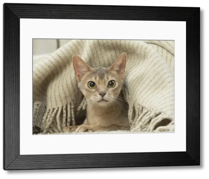 Framed Print : 13132342. Abyssinian kitten indoors Date Framed Print : 13132342. Abyssinian kitten indoors Date