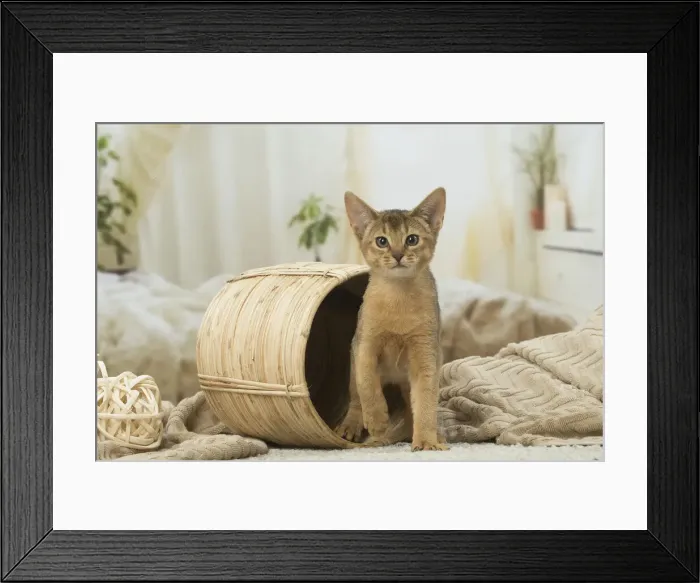 Framed Print : 13132346. Abyssinian kitten indoors Date Framed Print : 13132346. Abyssinian kitten indoors Date