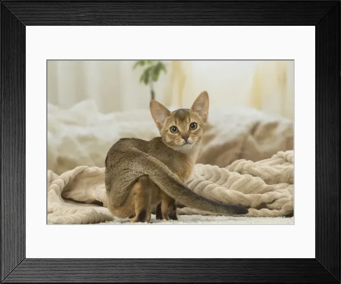 Framed Print : 13132347. Abyssinian kitten indoors Date Framed Print : 13132347. Abyssinian kitten indoors Date