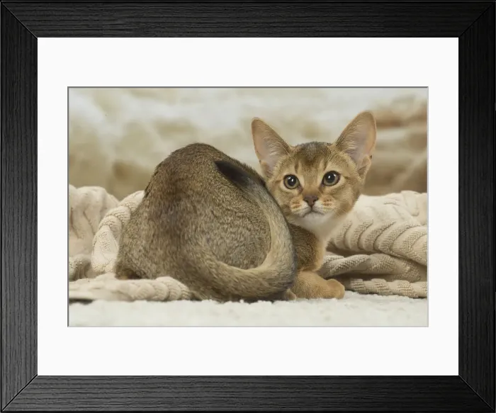 Framed Print : 13132348. Abyssinian kitten indoors Date Framed Print : 13132348. Abyssinian kitten indoors Date