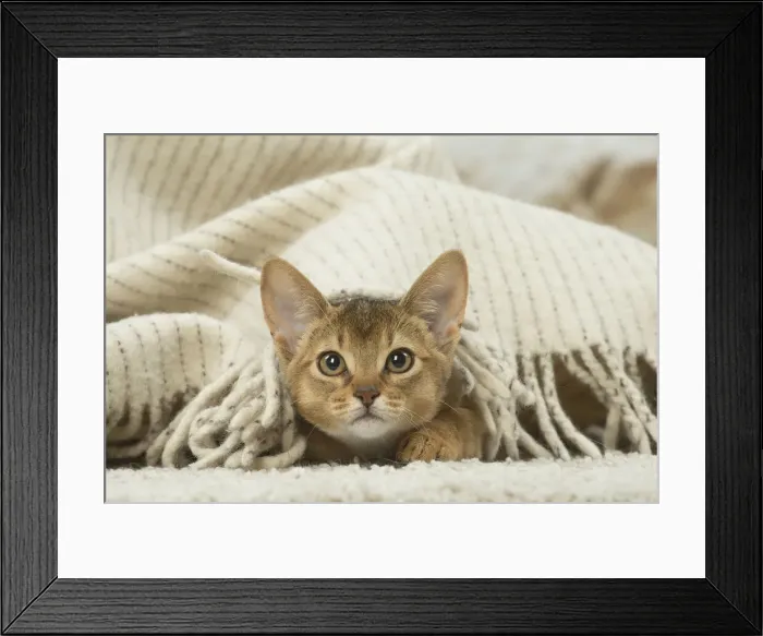 Framed Print : 13132349. Abyssinian kitten indoors Date Framed Print : 13132349. Abyssinian kitten indoors Date