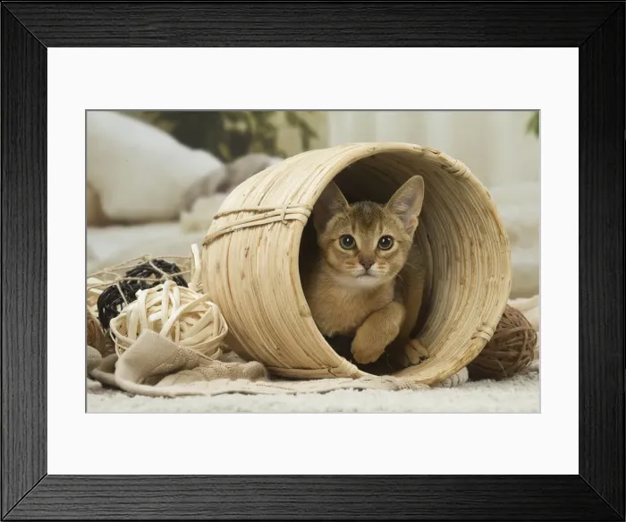 Framed Print : 13132350. Abyssinian kitten indoors in a basket Date Framed Print : 13132350. Abyssinian kitten indoors in a basket Date