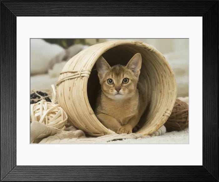 Framed Print : 13132352. Abyssinian kitten indoors in a basket Date