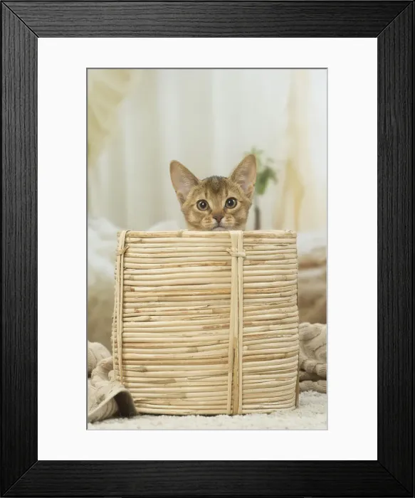 Framed Print : 13132353. Abyssinian kitten indoors in a basket Date Framed Print : 13132353. Abyssinian kitten indoors in a basket Date