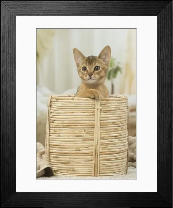 Framed Print : 13132354. Abyssinian kitten indoors in a basket Date Framed Print : 13132354. Abyssinian kitten indoors in a basket Date