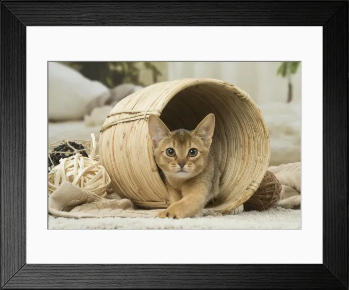 Framed Print : 13132351. Abyssinian kitten indoors in a basket Date Framed Print : 13132351. Abyssinian kitten indoors in a basket Date