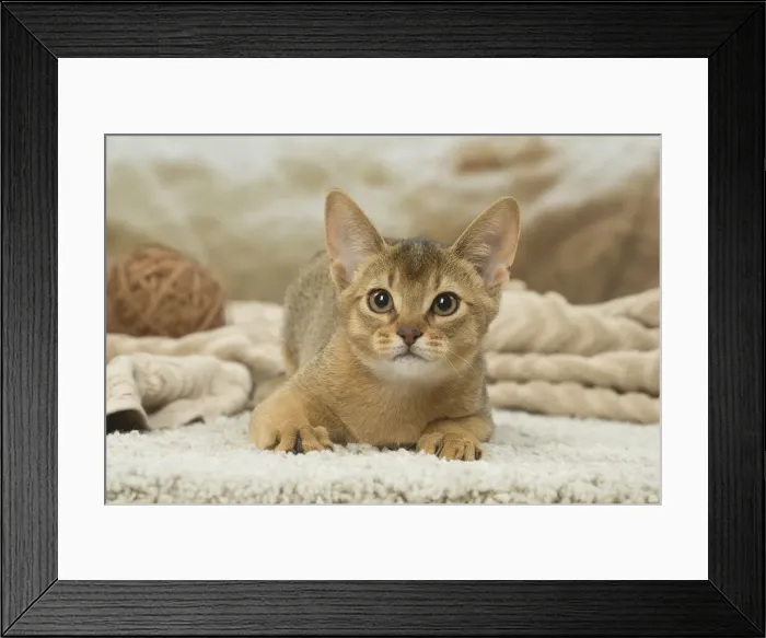 Framed Print : 13132355. Abyssinian kitten indoors Date Framed Print : 13132355. Abyssinian kitten indoors Date