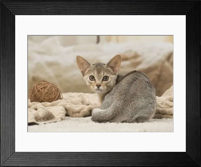 Framed Print : 13132356. Abyssinian kitten indoors Date Framed Print : 13132356. Abyssinian kitten indoors Date