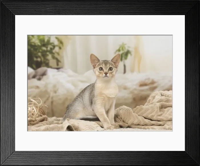 Framed Print : 13132358. Abyssinian kitten indoors Date Framed Print : 13132358. Abyssinian kitten indoors Date