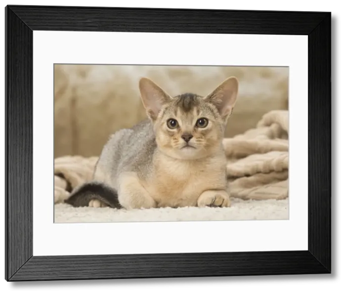 Framed Print : 13132359. Abyssinian kitten indoors Date Framed Print : 13132359. Abyssinian kitten indoors Date