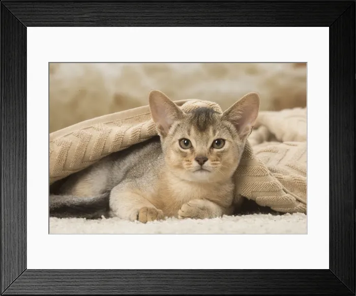 Framed Print : 13132360. Abyssinian kitten indoors Date Framed Print : 13132360. Abyssinian kitten indoors Date