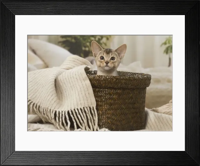 Framed Print : 13132361. Abyssinian kitten indoors in a basket Date Framed Print : 13132361. Abyssinian kitten indoors in a basket Date