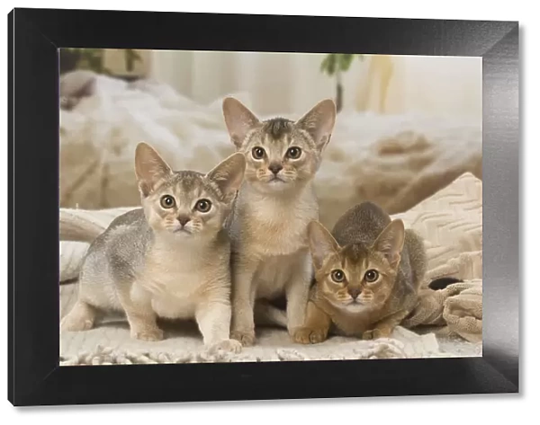13132362. Abyssinian kittens indoors Date