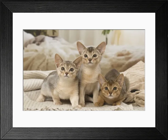 Framed Print : 13132362. Abyssinian kittens indoors Date Framed Print : 13132362. Abyssinian kittens indoors Date