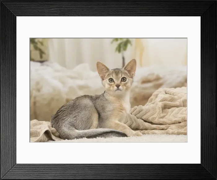 Framed Print : 13132357. Abyssinian kitten indoors Date Framed Print : 13132357. Abyssinian kitten indoors Date
