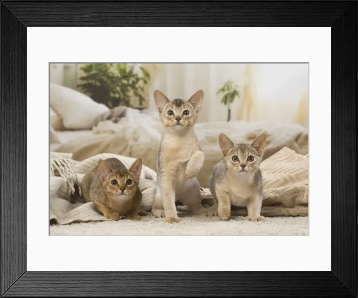Framed Print : 13132363. Abyssinian kittens indoors Date Framed Print : 13132363. Abyssinian kittens indoors Date