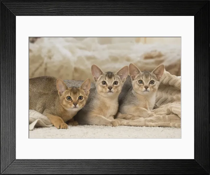 Framed Print : 13132364. Abyssinian kittens indoors Date Framed Print : 13132364. Abyssinian kittens indoors Date