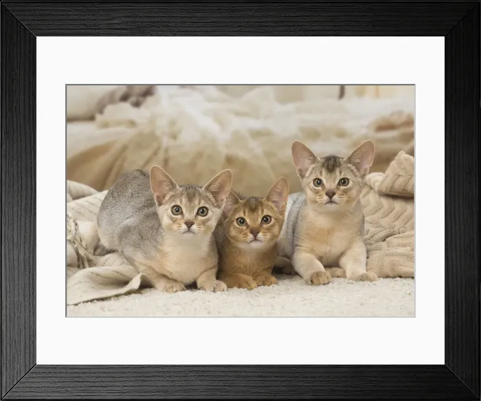 Framed Print : 13132365. Abyssinian kittens indoors Date Framed Print : 13132365. Abyssinian kittens indoors Date