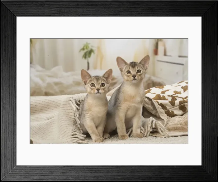 Framed Print : 13132366. Abyssinian kittens indoors Date Framed Print : 13132366. Abyssinian kittens indoors Date