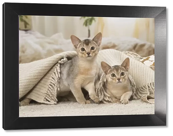 13132367. Abyssinian kittens indoors Date