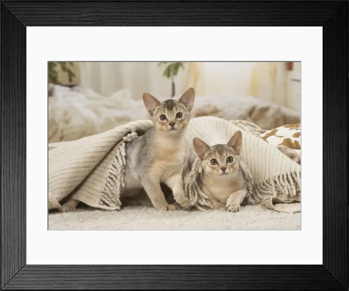 Framed Print : 13132367. Abyssinian kittens indoors Date Framed Print : 13132367. Abyssinian kittens indoors Date