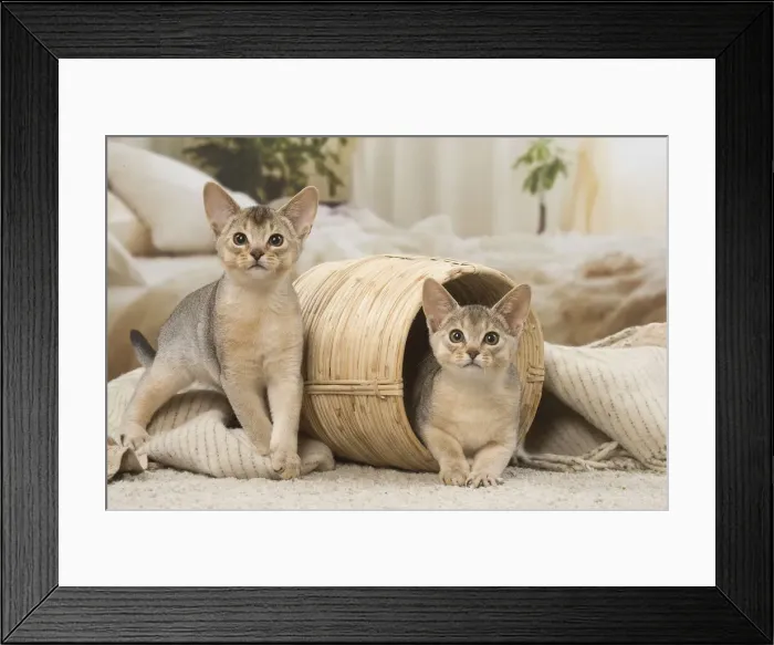 Framed Print : 13132369. Abyssinian kittens indoors in a basket Date Framed Print : 13132369. Abyssinian kittens indoors in a basket Date