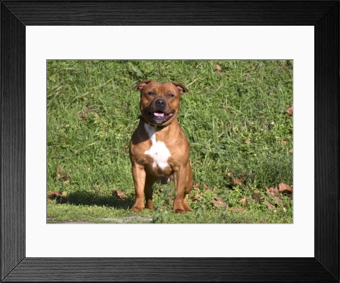 Framed Print : 13132370. Staffordshire Bull Terrier dog outdoors Date Framed Print : 13132370. Staffordshire Bull Terrier dog outdoors Date