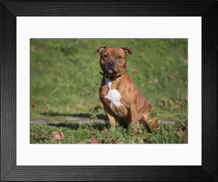 Framed Print : 13132371. Staffordshire Bull Terrier dog outdoors Date Framed Print : 13132371. Staffordshire Bull Terrier dog outdoors Date