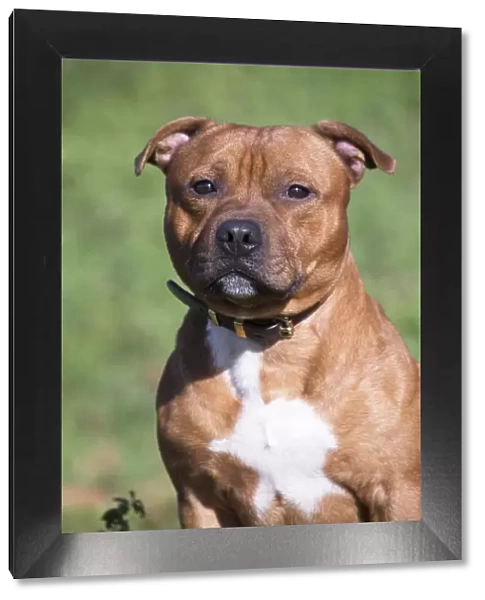 13132372. Staffordshire Bull Terrier dog outdoors Date