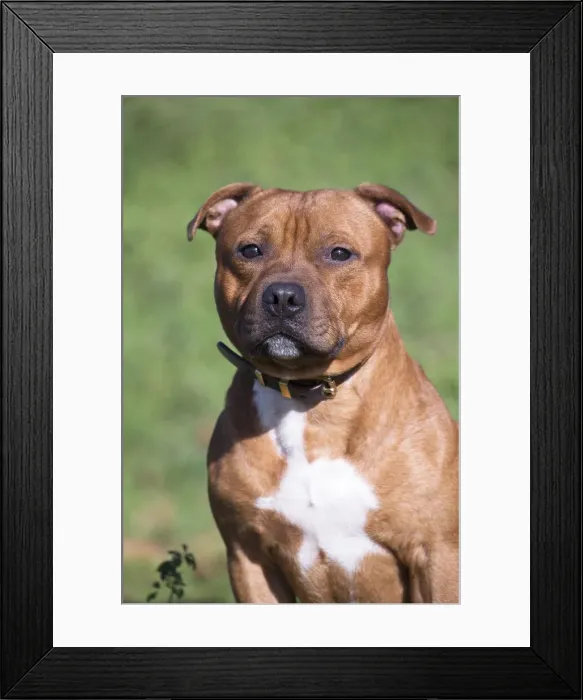 Framed Print : 13132372. Staffordshire Bull Terrier dog outdoors Date Framed Print : 13132372. Staffordshire Bull Terrier dog outdoors Date