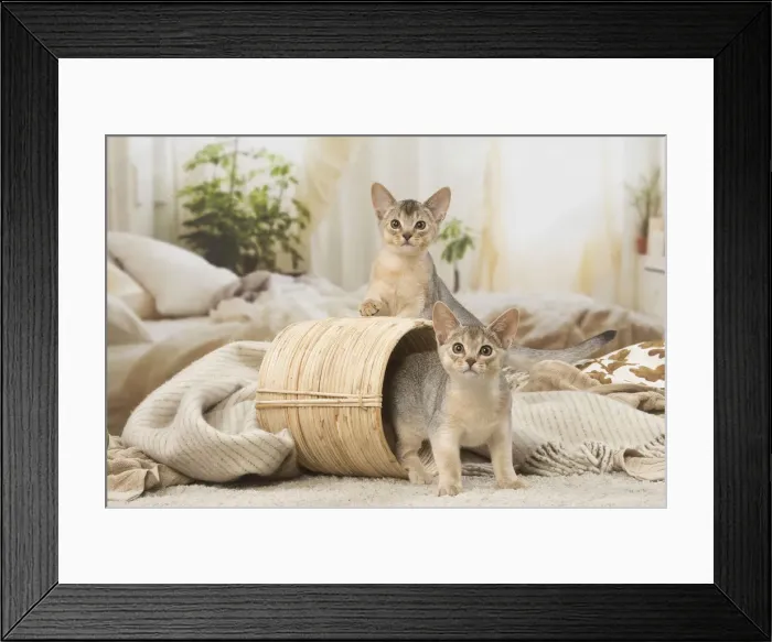 Framed Print : 13132368. Abyssinian kittens indoors in a basket Date Framed Print : 13132368. Abyssinian kittens indoors in a basket Date