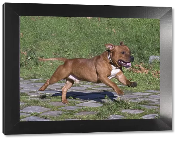 13132373. Staffordshire Bull Terrier dog running outdoors Date
