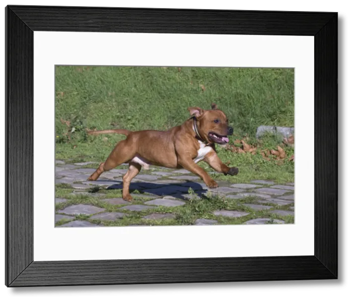 Framed Print : 13132373. Staffordshire Bull Terrier dog running outdoors Date Framed Print : 13132373. Staffordshire Bull Terrier dog running outdoors Date