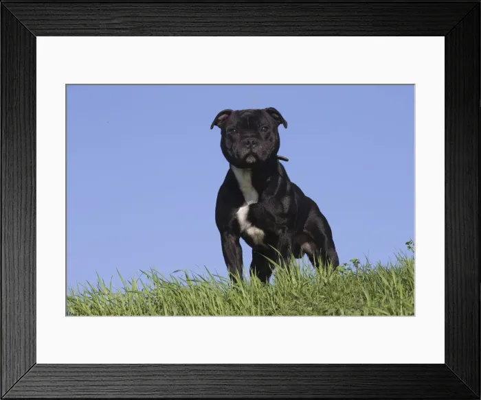 Framed Print : 13132374. Staffordshire Bull Terrier dog outdoors Date