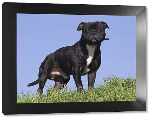 13132375. Staffordshire Bull Terrier dog outdoors Date
